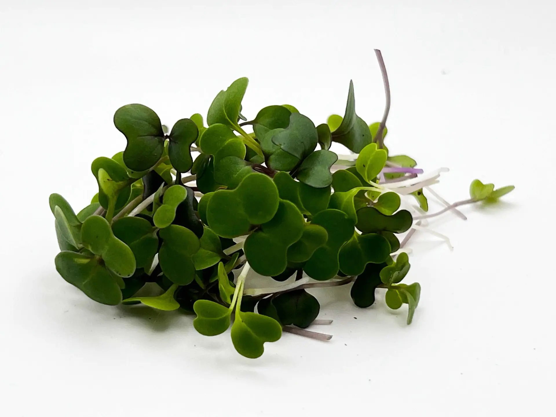 481827965 1178696673632650 2519132275664909536 n